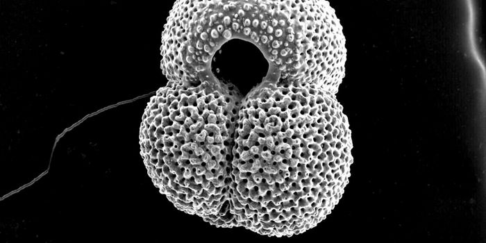 Seeing Our Climactic Future in Fossils