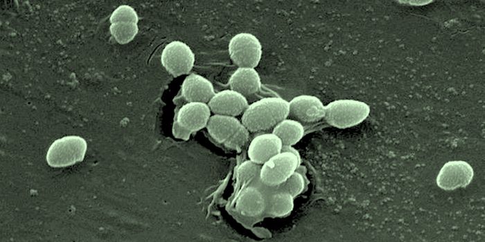 Gaining Insight From the Microbiome of Athletes