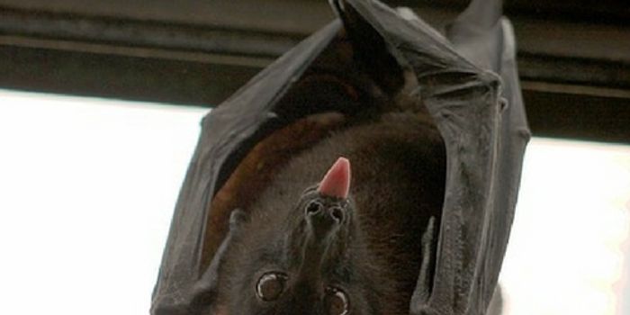 The Brain Maps Your Social Surroundings