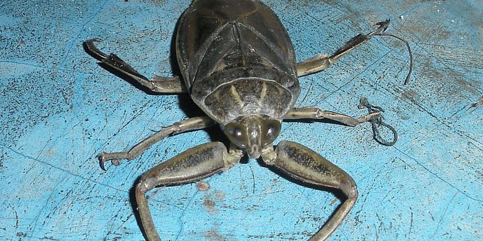 "Water Scorpion" Flying Muscles Beat in Rhythm Like the Human Heart