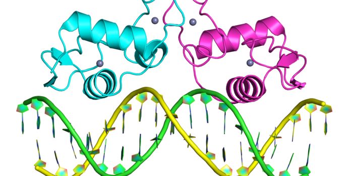 Gene Activation by Hormones Results from Complex Interaction