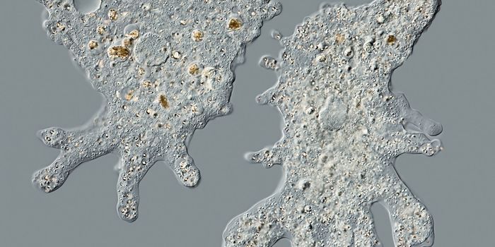 Better Know a Microbe: Amoebas!