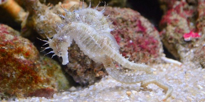 Study Confirms Nutrient Transport in Pregnant Male Seahorses