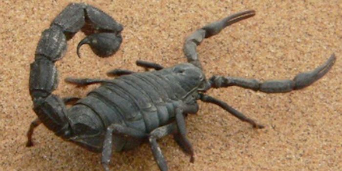 Venom Compound Eases Arthritis Symptoms