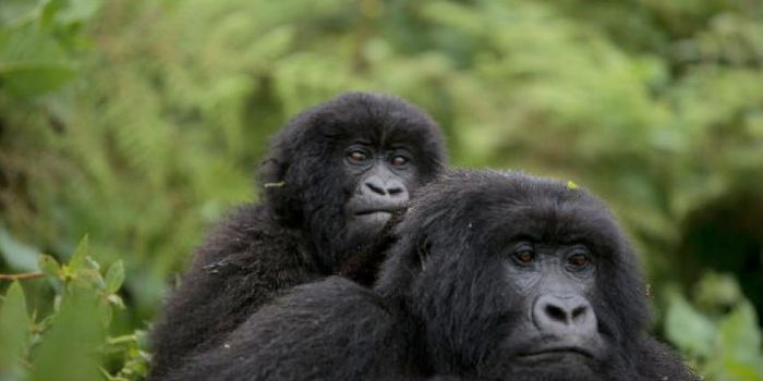 Conservationists Report Positive Shift for Mountain Gorilla Populations