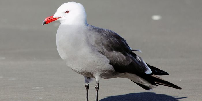 Are Seabird Populations in Trouble?