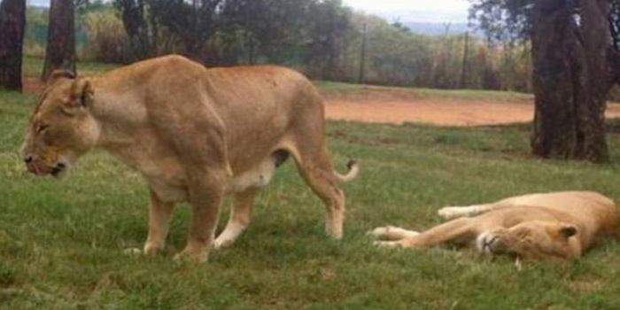 Lion Kills American Tourist in South Africa