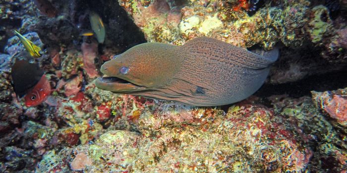 How Fish Developed Electric Organs and What it Means for Human Disease