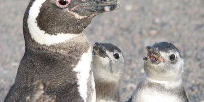 Researchers Observe Natural Selection in Penguins