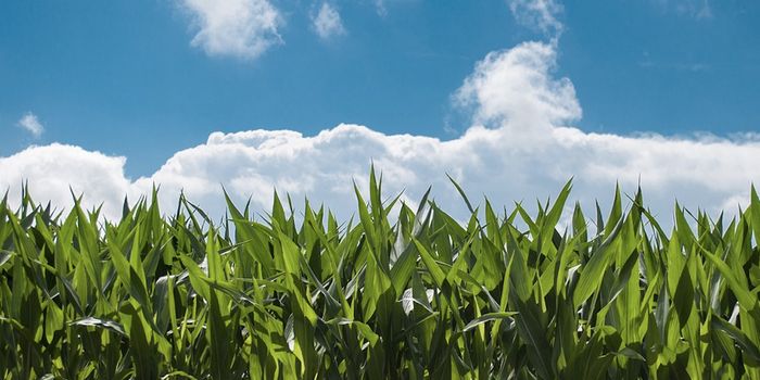 Weed-Killer Causes Epigenetic Changes That May Predict Disease Risk