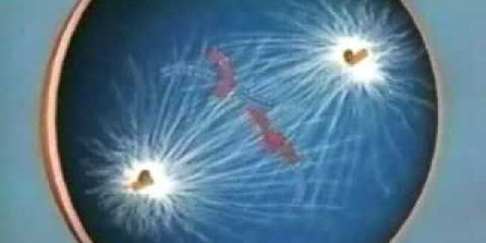 Nice, short video about mitosis