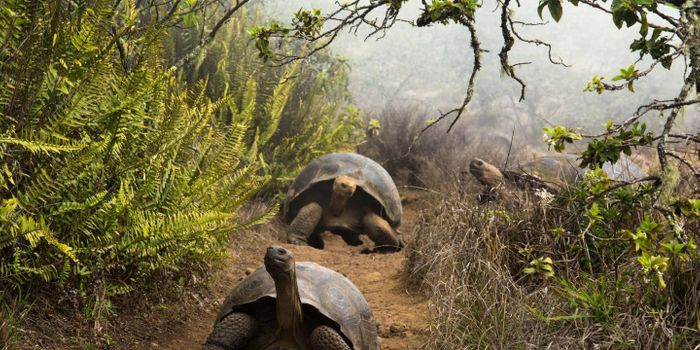 Human Contact Increases Antibiotic Resistance Carried by Galapagos Tortoises