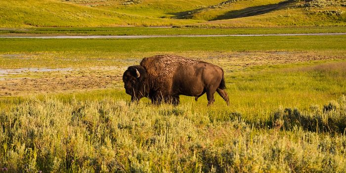 The Great Plains ecosystems are shifting north