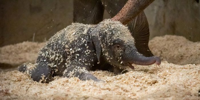 Columbus Zoo Elephant Calf Dies At Just Three Weeks Old