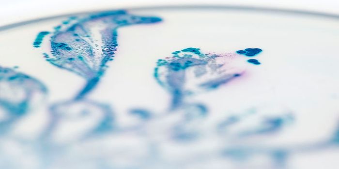 Why Tryptophan is Good for the Gut