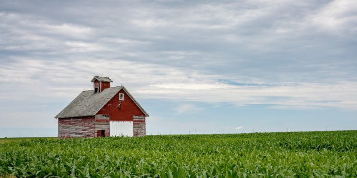 El Niño can be a blessing or curse for Midwest crops