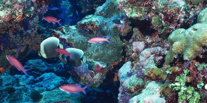 Saving the reefs to save the planet