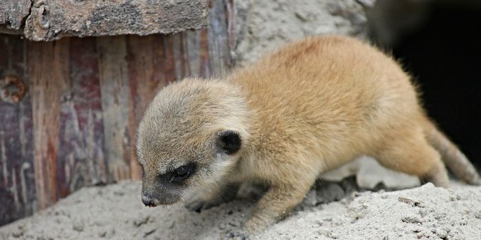 Mongooses Develop Tastes for Specific Foods to Prevent Intragroup Conflict