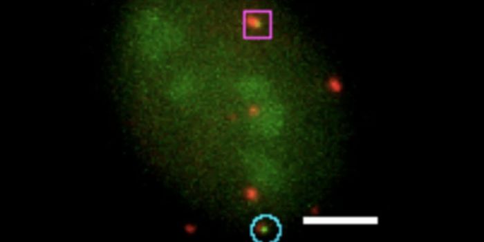 Controlling CRISPR Rapidly With Light