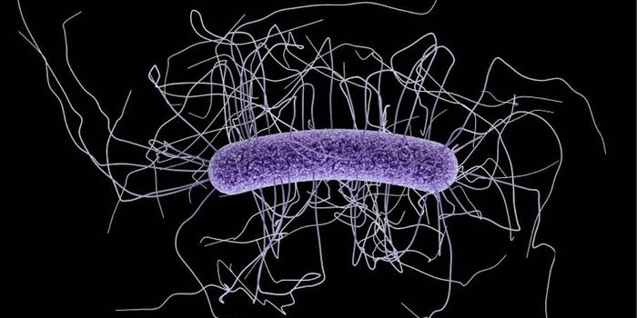 Fecal Transplants Recommended for Recurrent C. diff Infections