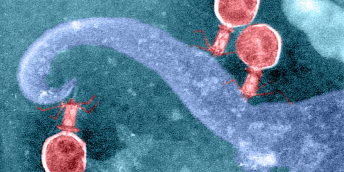 Good Viruses Discovered in Gut Bacteria