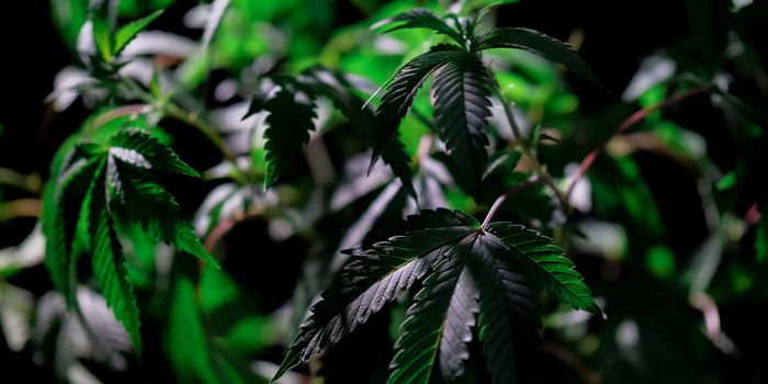 Study Highlights Misleading Labels on Delta-8 Products