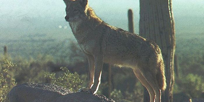 Coyotes On The Move in The Big Apple