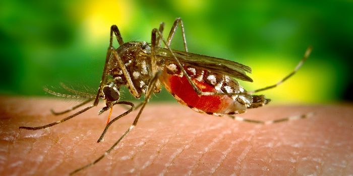 Malaria stays dormant in the human bloodstream during the dry season