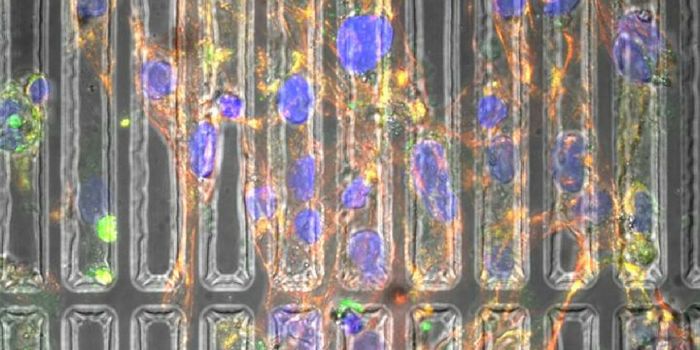 Realistic Heart Models Grow Cardiomyocytes