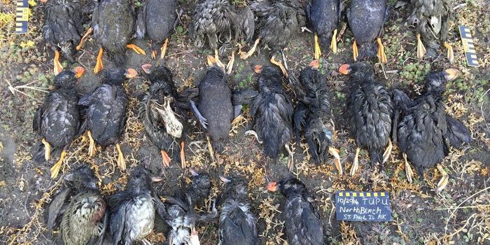 Massive die-off of puffins due to warming seas