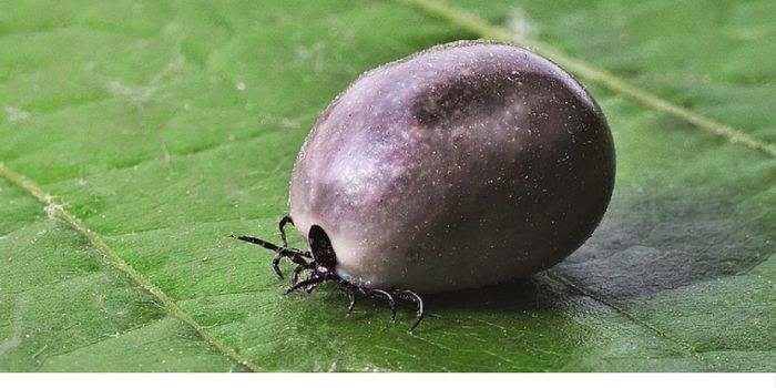 Tick Saliva a 'Gold Mine' for New Heart Drugs?