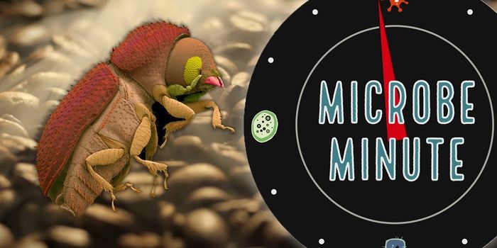 A Microbe Helps Beetles Ruin Coffee