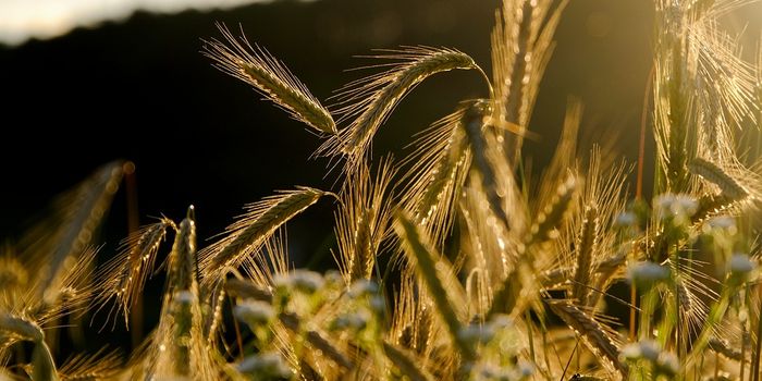 Using native wild species to improve crop breeding and production