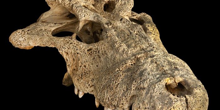 Insight Into the Evolution of Madagascar's 'Horned' Crocodile