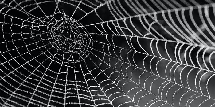 How a Spider Builds its Web