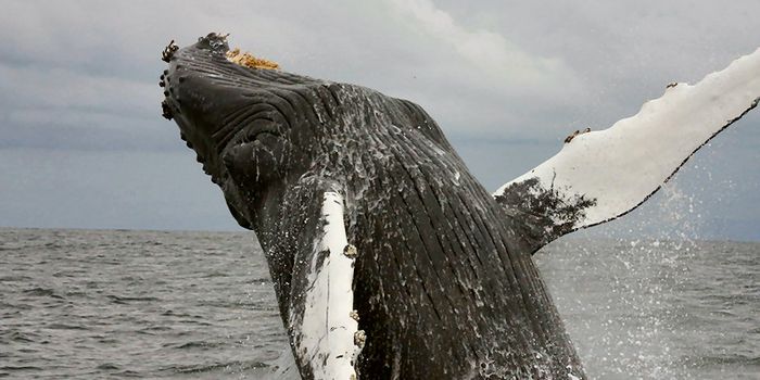 Whale Songs: One Of Science's Great Mysteries