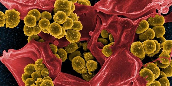 'Living Medicines' to Destroy Dangerous Biofilms