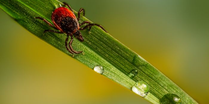 fMRI Study Indicates Brain Abnormalities in People with Post-Treatment Lyme Disease