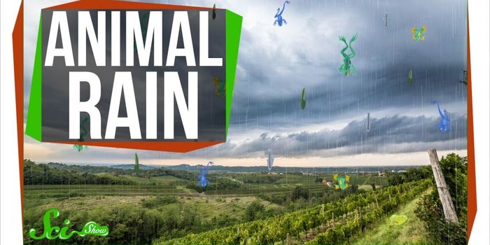 When Animals Rain From The Sky