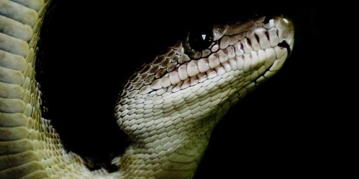 This Snake Hunts in Coordinated Packs