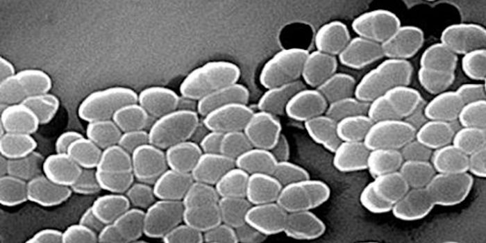 A Botulinum Toxin Jumped to a new Species of Bacteria