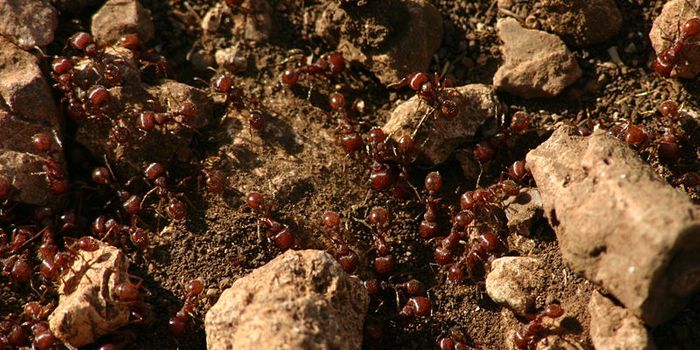 Fire Ant Venom: The Next Ingredient in Skin Care Products?