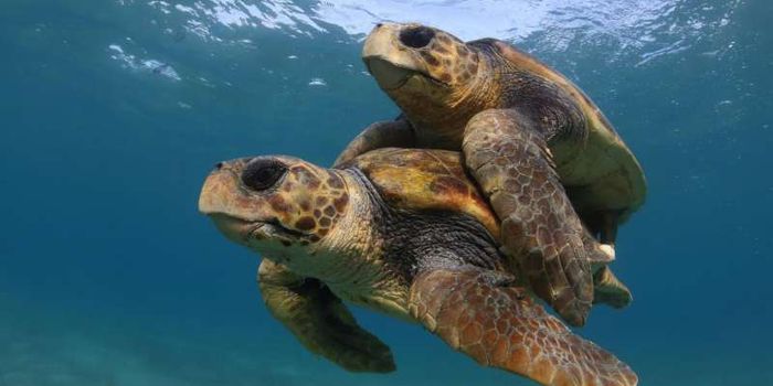 Climate Change Poses a Serious Problem for Sea Turtles