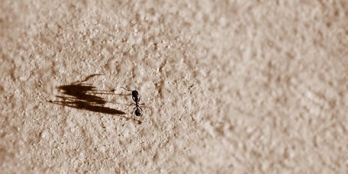 These Desert Ants Use the Sun to Return Home After Foraging