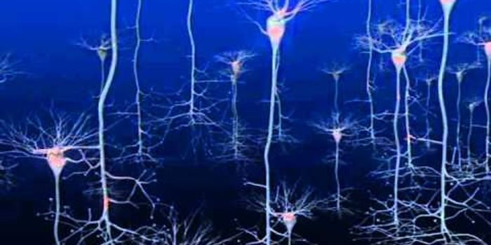 Firing Neurons | Cell Dance 2010, Public Outreach Video Winner