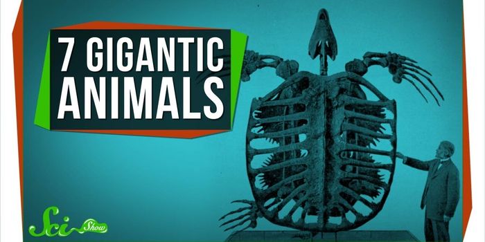 Ancient Gigantic Animals That Once Roamed Earth