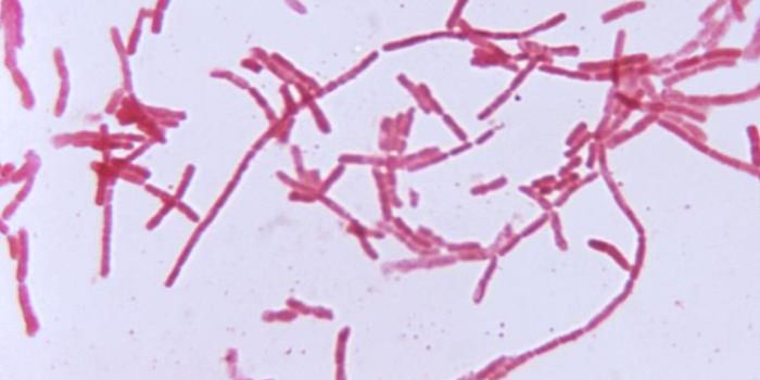 The Right Cocktail of Gut Microbes may Prevent or Reverse Food Allergies