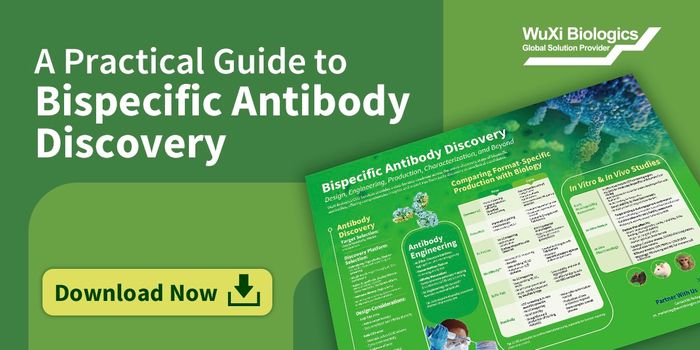 A Practical Guide to Bispecific Antibody Discovery