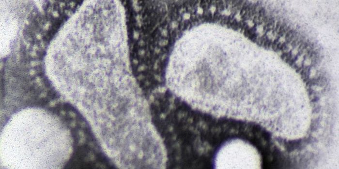 What's the Common Cold's Secret Weapon?