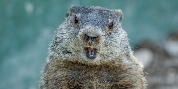 Mapping the Wild Microbiome to Search for Therapeutic Agents